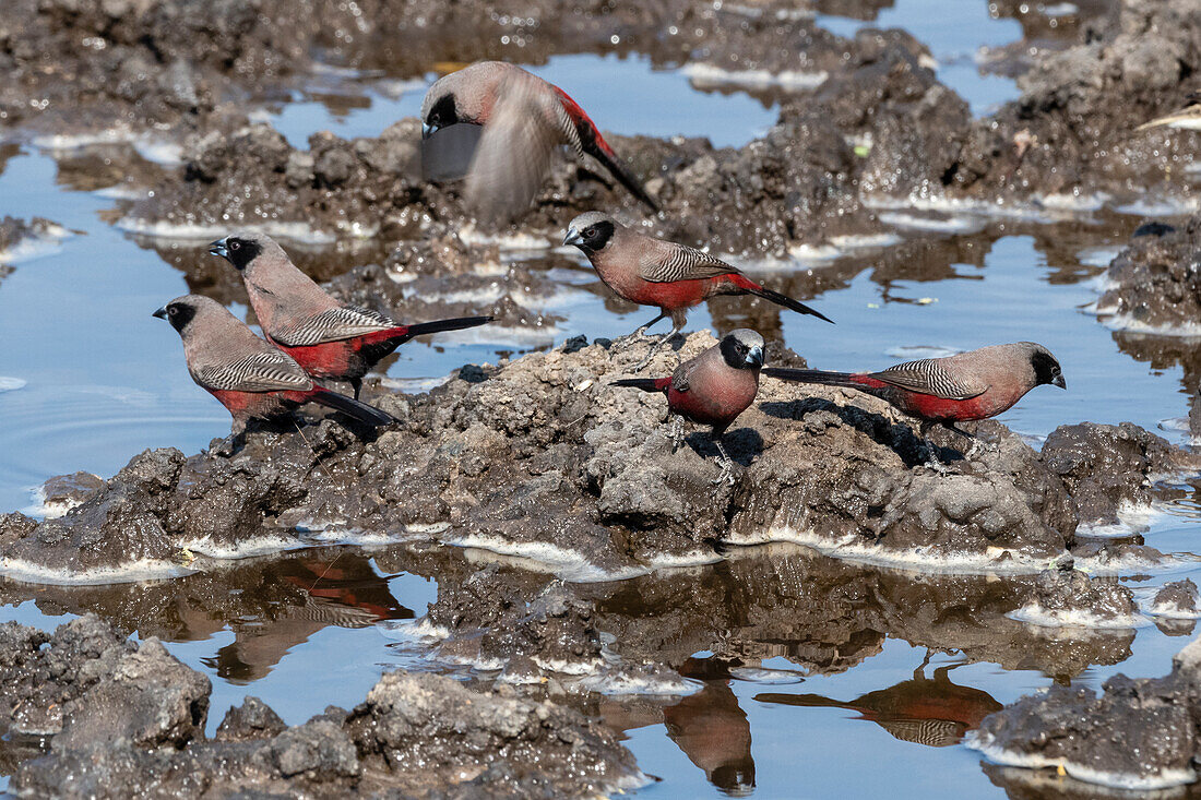 Black-faced waxbill, Estrilda erythronotos, at waterhole