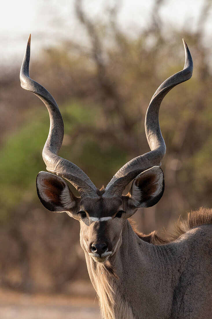 Porträt eines großen Kudu-Männchens, Tragelaphus strepsiceros, das in die Kamera schaut