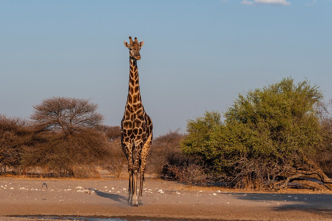 Eine Südliche Giraffe, Giraffa camelopardalis, zu Fuß, Kalahari, Botswana