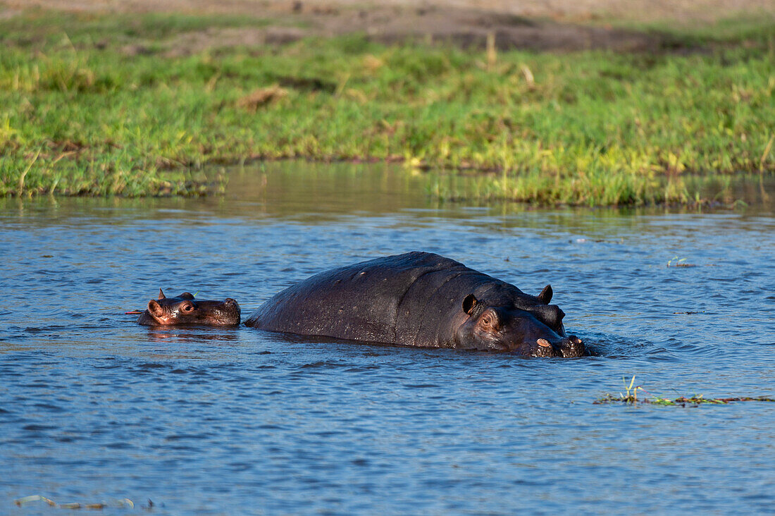 Flusspferd, Hippopotamus amphibius, Okavango-Delta, Botsuana