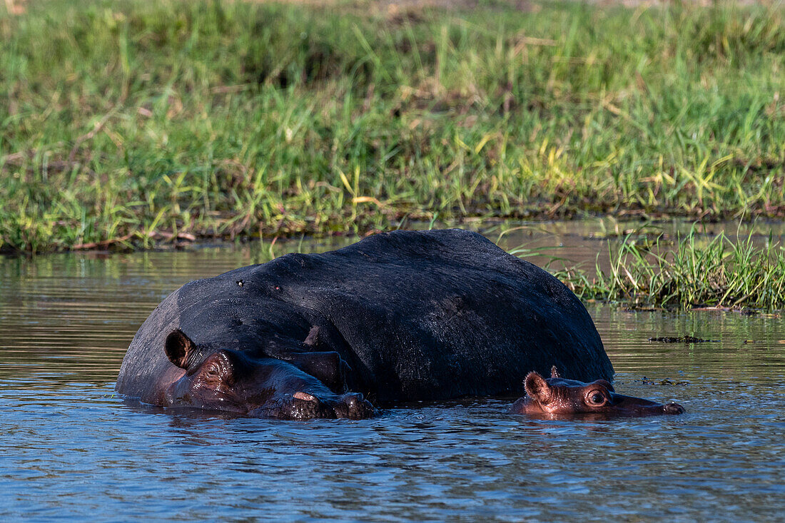 Hippopotamus, Hippopotamus amphibius, Okavango Delta, Botswana