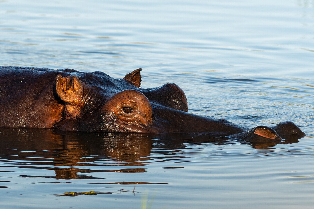 Hippopotamus, Hippopotamus amphibius, Okavango Delta, Botswana
