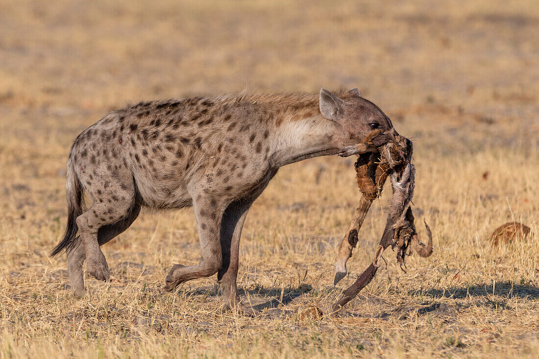 Spotted hyaena, Crocuta crocuta, Okavango Delta, Botswana