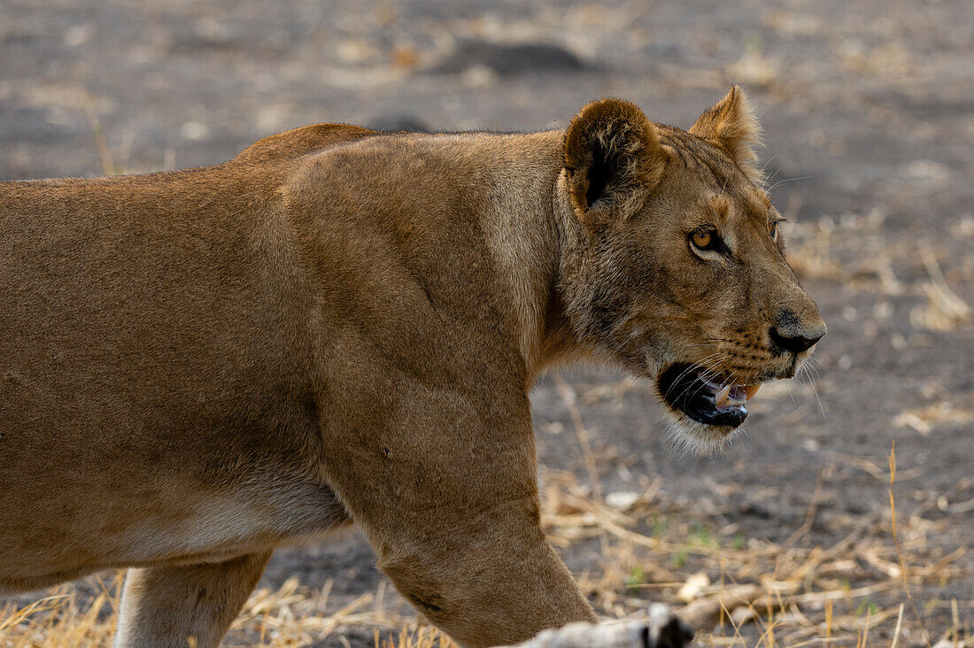 Eine Löwin (Panthera leo) beim Wandern, Savuti. Botswana