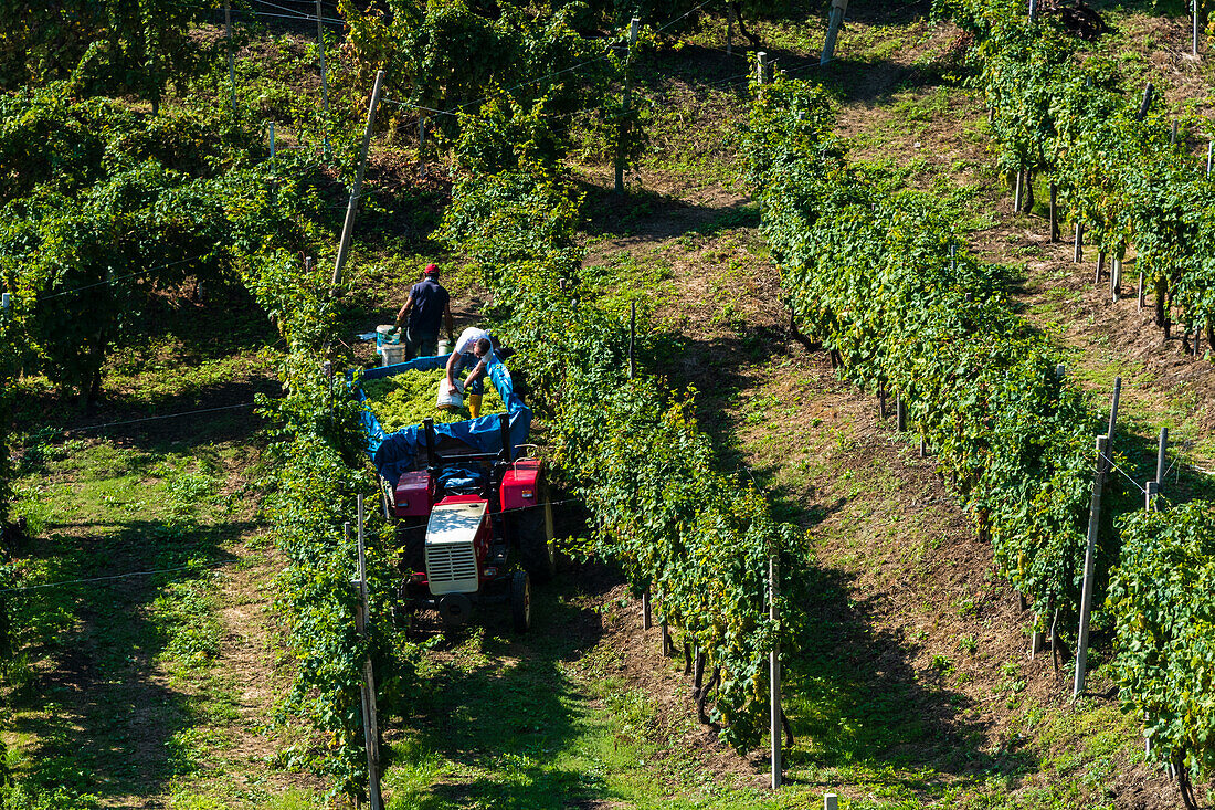 Valdobbiadene, Venetien, Italien.