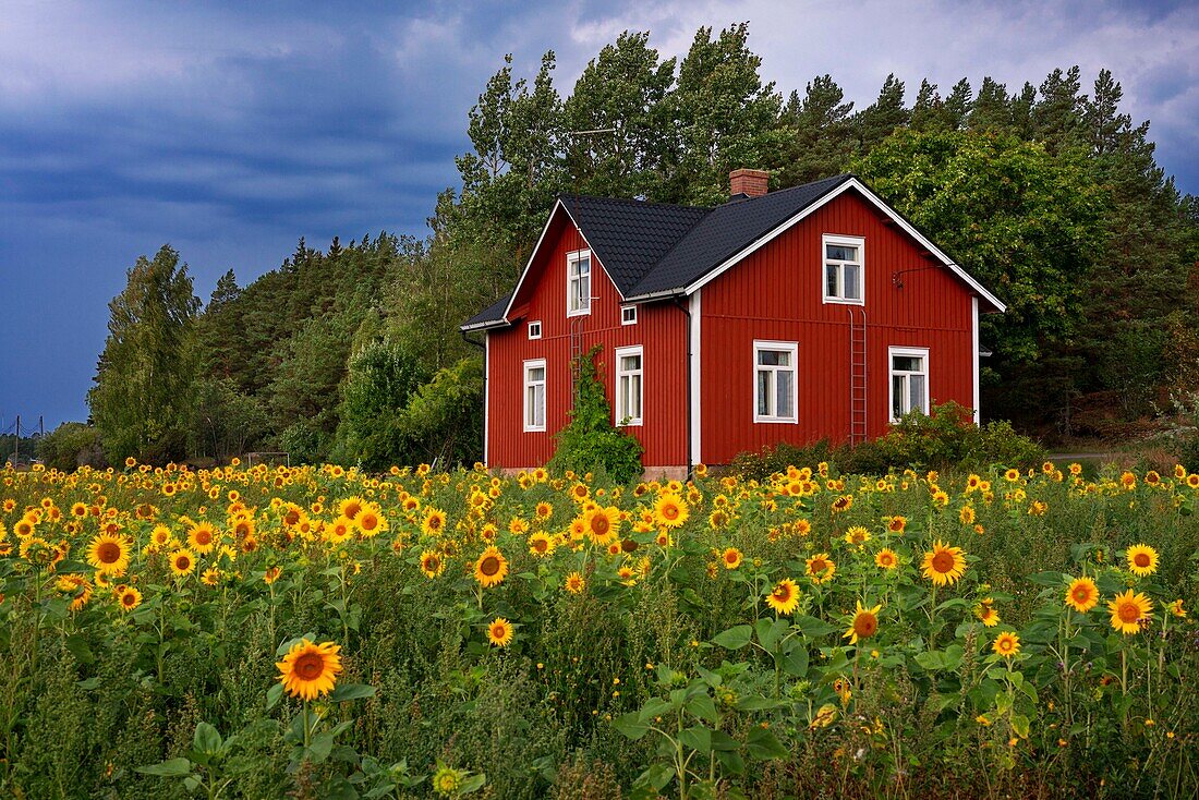 Typical houses and sunflowers field in Korpo or Korppoo island, Korpostrom coast Southwest Finland Turku archipelago. The archipelago ring road or Saariston rengastie is full of things to see, do and do. The Archipelago Trail can be taken clockwise or counter clockwise, starting in the historical city of Turku, and continuing through rural archipelago villages and astonishing Baltic Sea sceneries. The Trail can be taken from the beginning of June until the end of August.