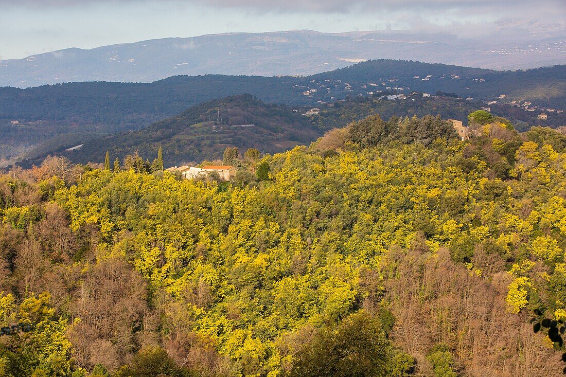 Wilde Mimosen sauvages, die Mimosenstraße, Tanneron-Massiv, Tanneron