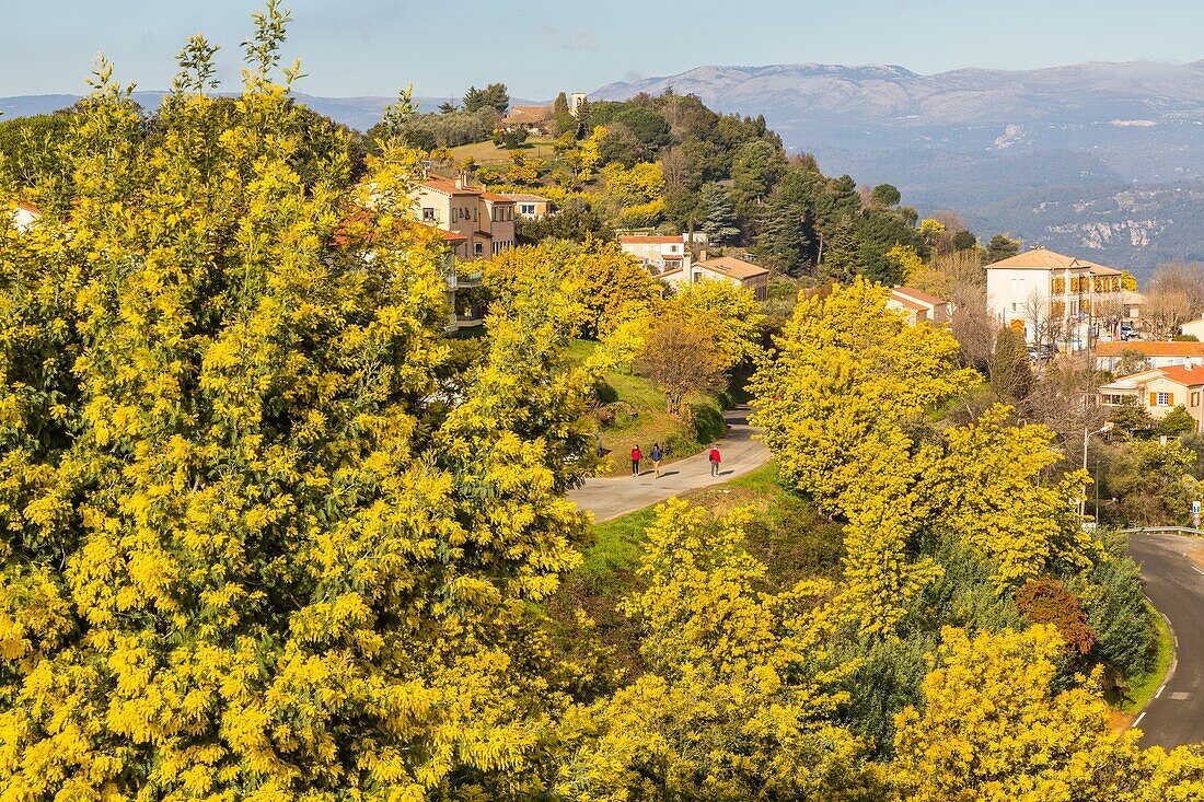 The mimosa road, tanneron massif, tanneron