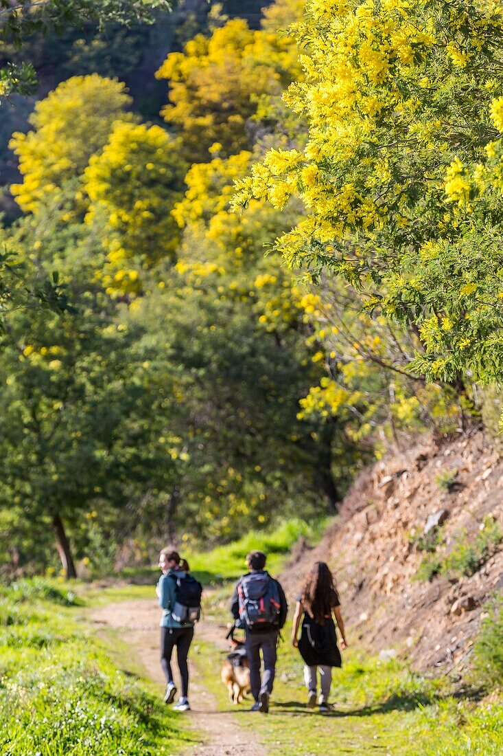 Randonnee dans la plus grande foret de mimosa d'europe, le tanneron, mandelieu la napoule // // wandern im größten mimosenwald europas, le tanneron, mandelieu la napoule