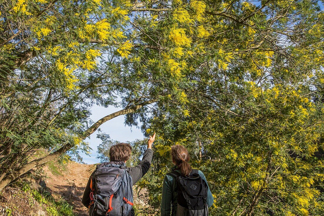 Randonnee dans la plus grande foret de mimosa d'europe, le tanneron, mandelieu la napoule // // wandern im größten mimosenwald europas, le tanneron, mandelieu la napoule