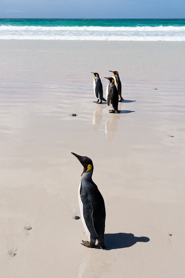 Königspinguine (Aptenodytes patagonica), Volunteer Point, Falklandinseln.