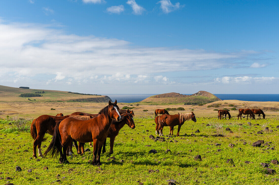 Rapa Nui, Easter Island, Chile.