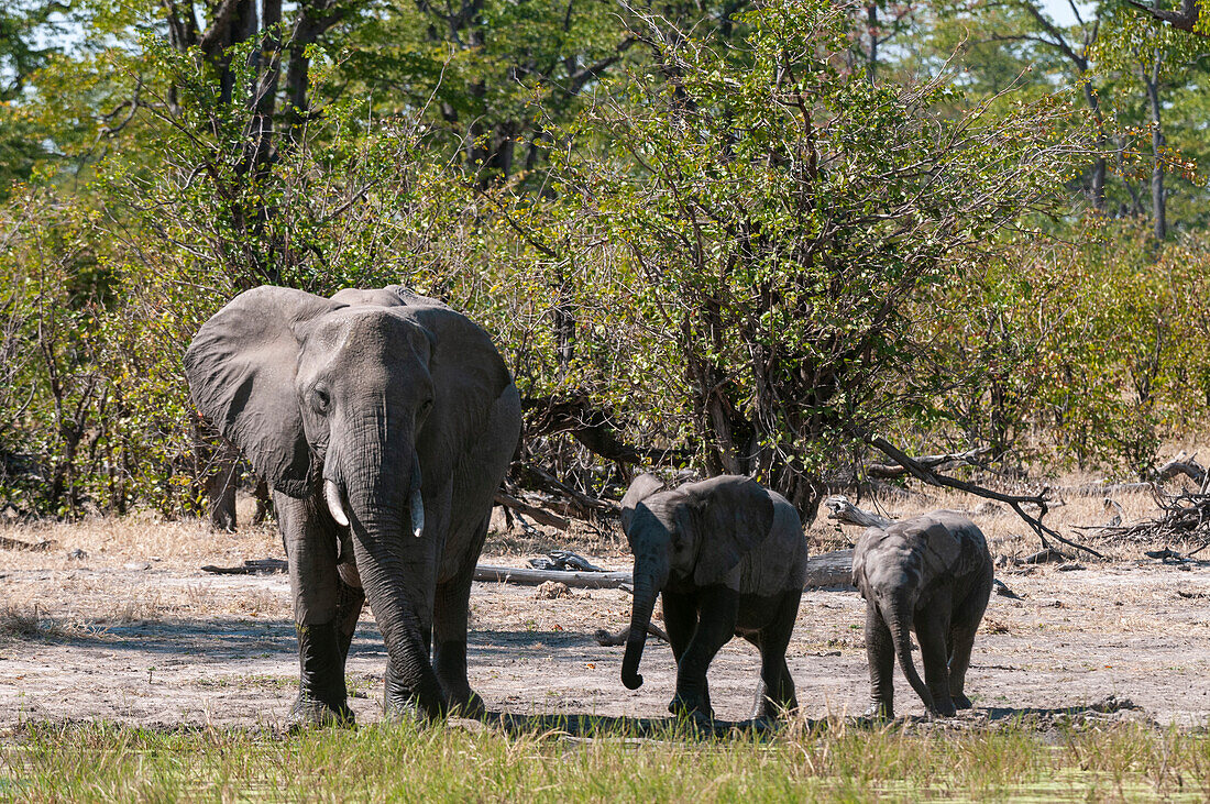 Elephant (Loxodonta africana), Savute Channel, Linyanti, Botswana.