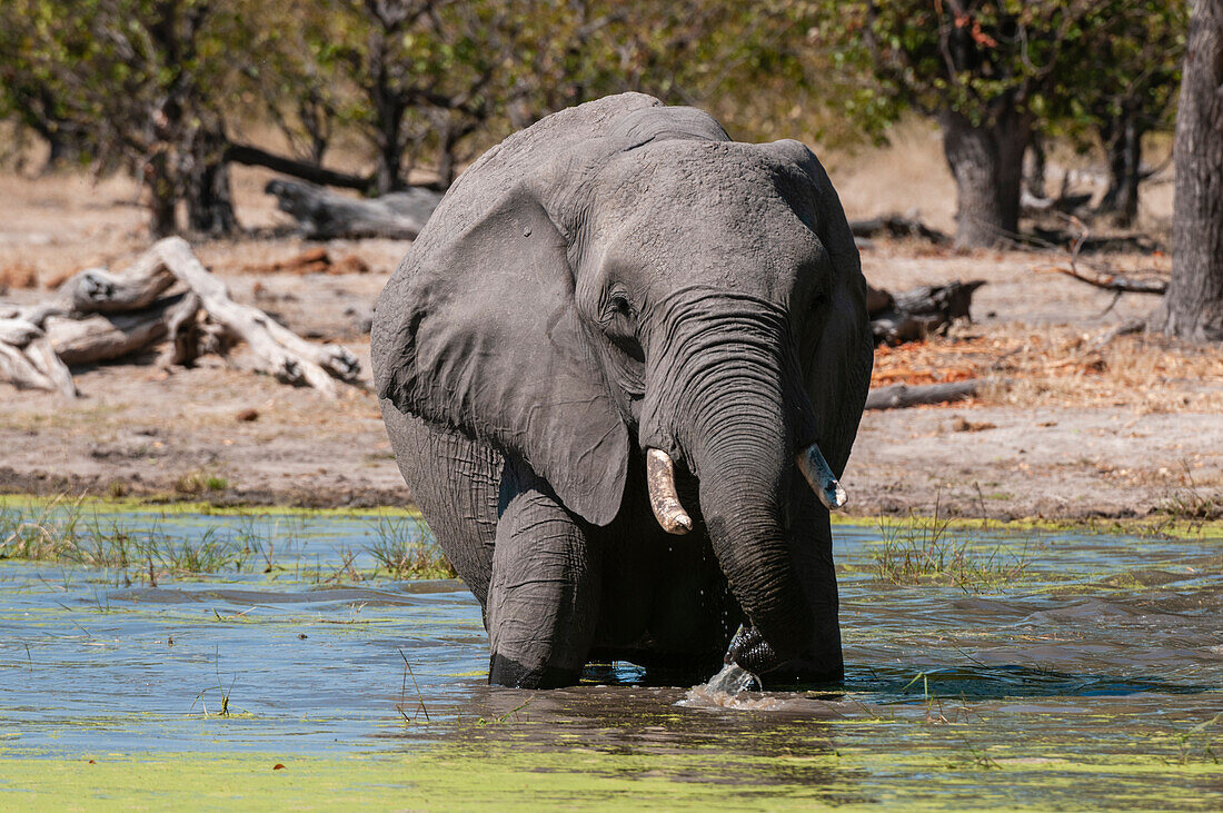 Elephant (Loxodonta africana), Savute Channel, Linyanti, Botswana.