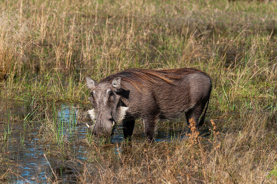 Warzenschwein (Phacochoerus aethiopicus), Okavango-Delta, Botsuana