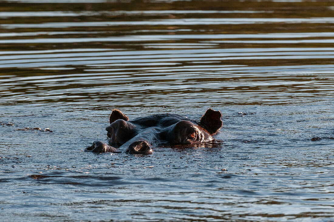 Hippopotamuses (Hippopotamus amphibius), Okavango Delta, Botswana