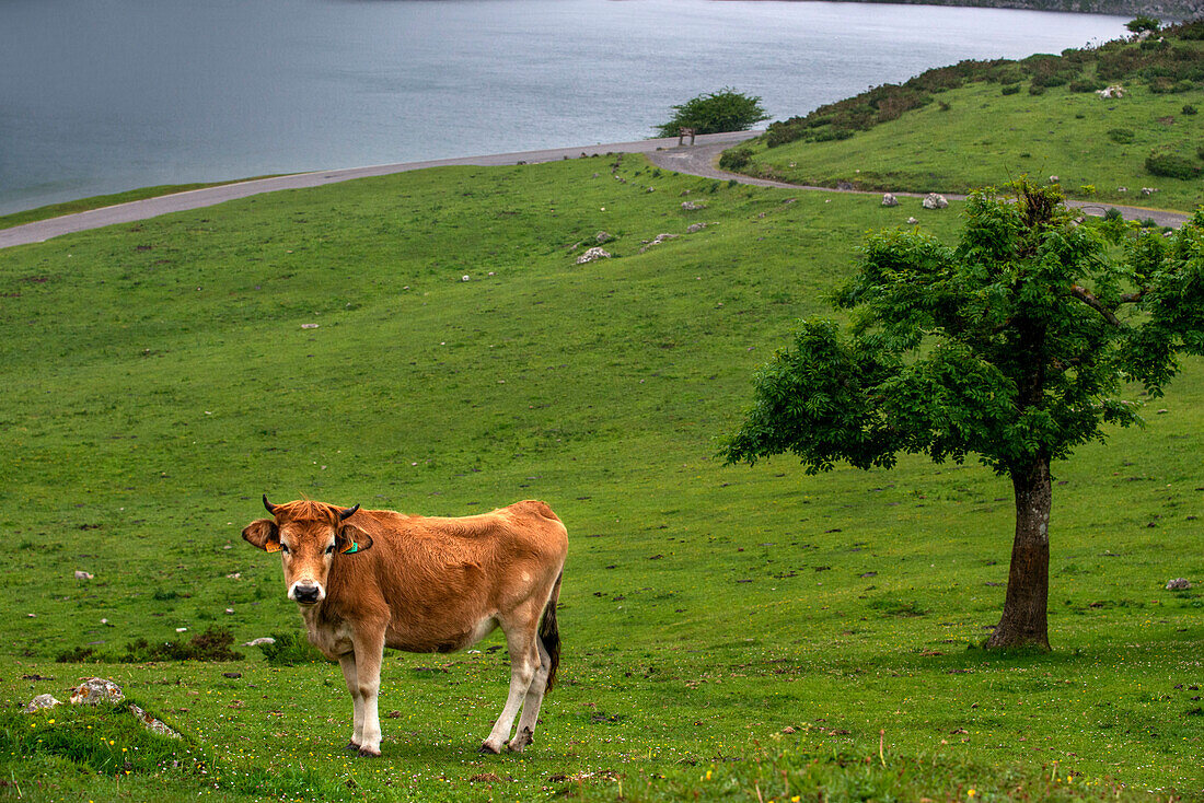 Kühe in den Gipfeln von Europas Nationalpark Picos de Europa. Ein glazialer Enol-See Ercina. Asturien, Spanien, Europa