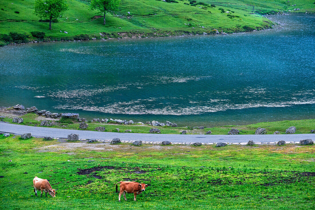 Kühe in den Zinnen Europas Nationalpark Picos de Europa. Ein eiszeitlicher Enol-See Ercina. Asturien, Spanien, Europa