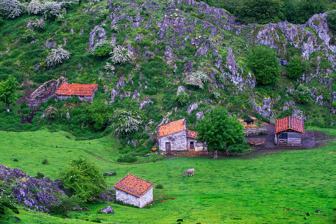 Alter Bauernhof und Häuser Covadonga Seen, Picos de Europa, Parque Nacional de los Picos de Europa, Asturien, Kantabrien, Spanien, Europa. Eine der Haltestellen des Luxuszugs Transcantabrico Gran Lujo.