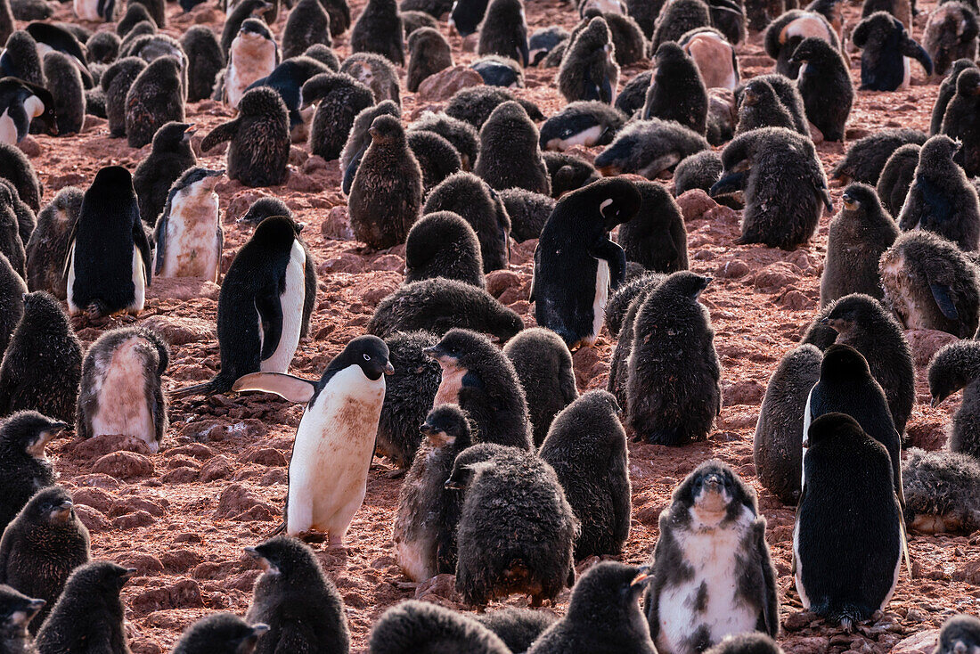 Adeliepinguin-Küken (Pygoscelis adeliae), Paulet-Insel, Weddellmeer, Antarktis.