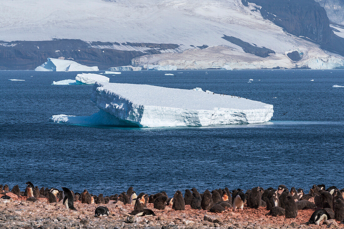 Adeliepinguine (Pygoscelis adeliae), Paulet-Insel, Weddell-Meer, Antarktis.