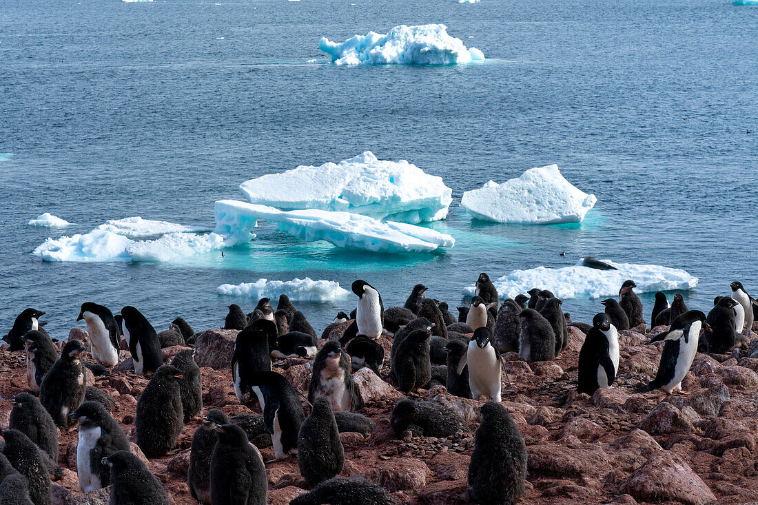 Adeliepinguine (Pygoscelis adeliae), Paulet-Insel, Weddell-Meer, Antarktis.