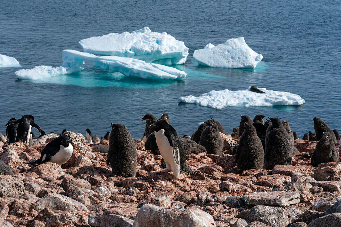 Adeliepinguine (Pygoscelis adeliae), Paulet-Insel, Weddell-Meer, Antarktis.