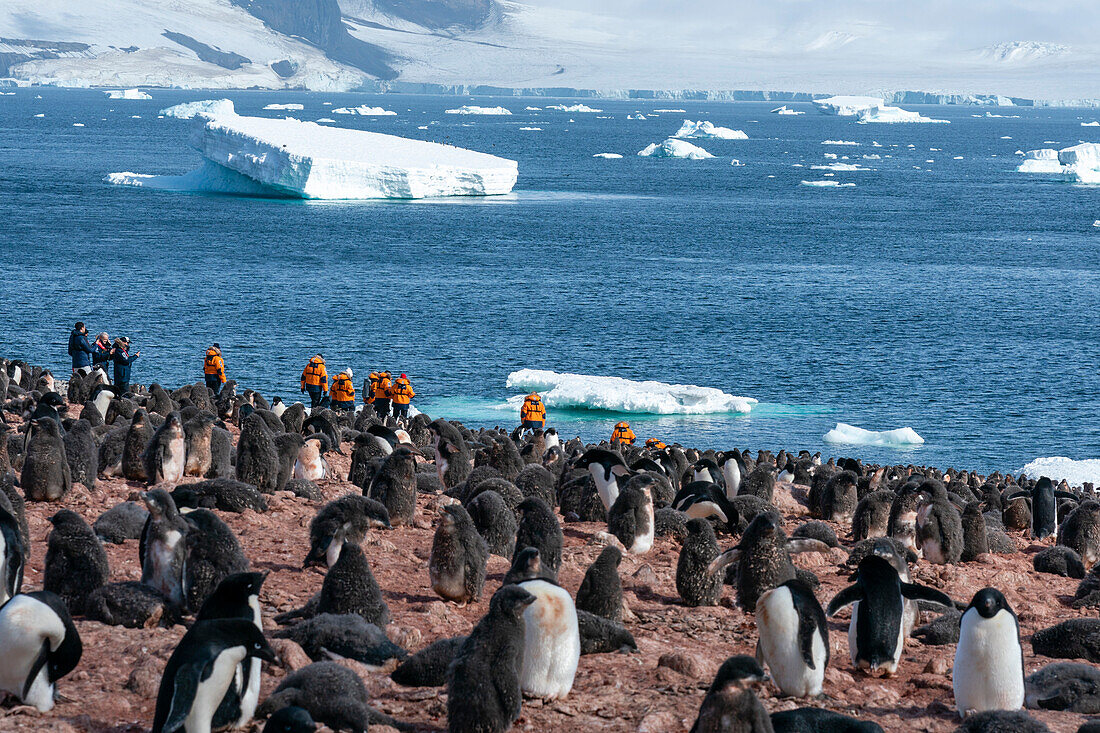 Adelie penguins (Pygoscelis adeliae), Paulet Island, Weddell Sea, Antarctica.