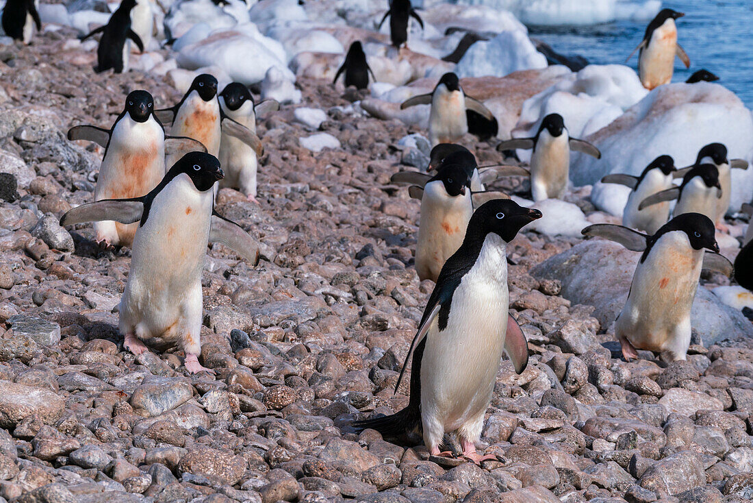 Adelie penguins (Pygoscelis adeliae), Paulet Island, Weddell Sea, Antarctica.