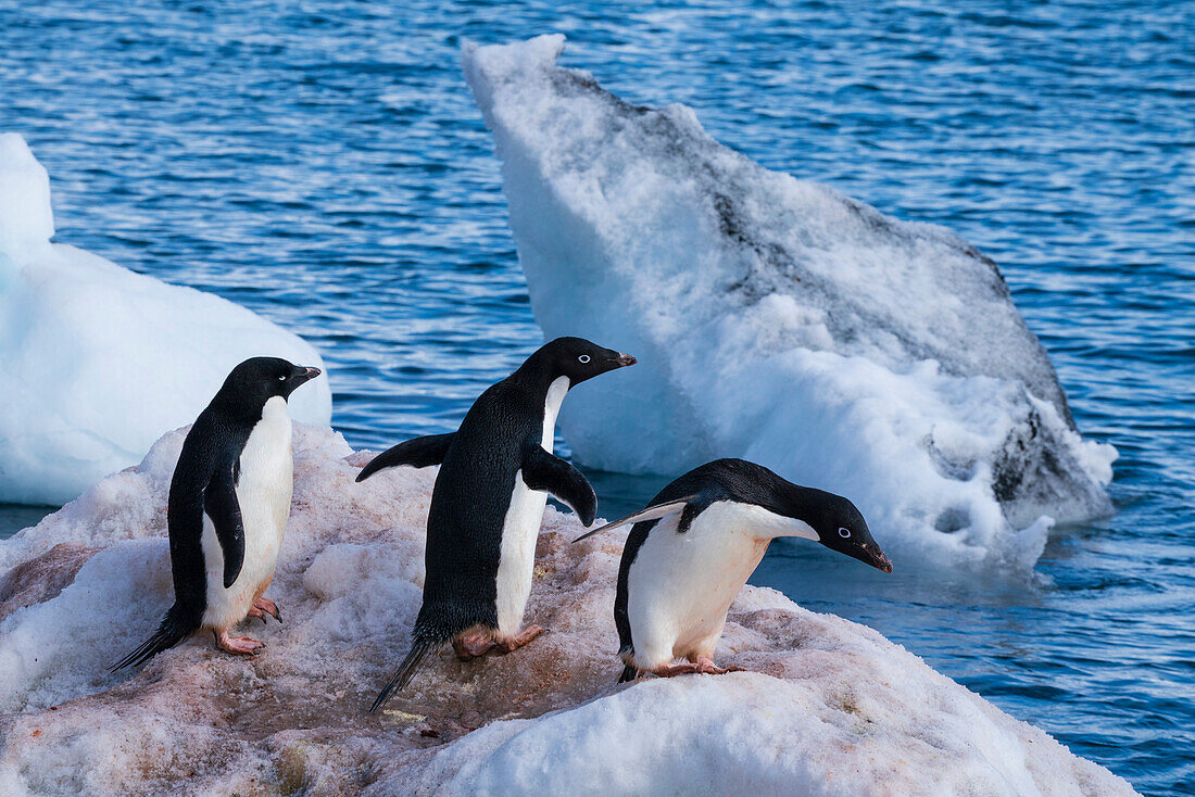 Adelie penguins (Pygoscelis adeliae) on a block of ice, Paulet Island, Weddell Sea, Antarctica.
