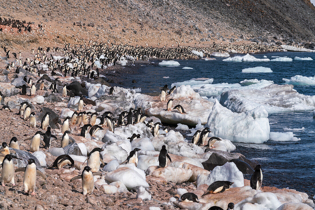 Adeliepinguine (Pygoscelis adeliae), Paulet-Insel, Weddell-Meer, Antarktis.