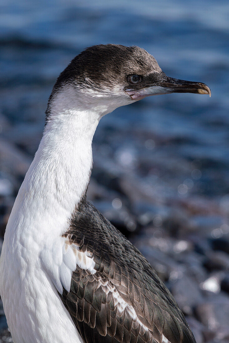 Antarctic Shag (Leucocarbo bransfieldensis), Paulet Island, Weddell Sea, Antarctica.