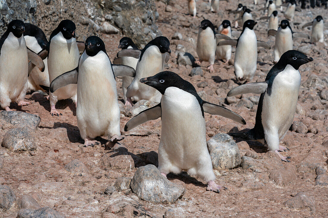 Adelie penguins (Pygoscelis adeliae), Paulet Island, Weddell Sea, Antarctica.