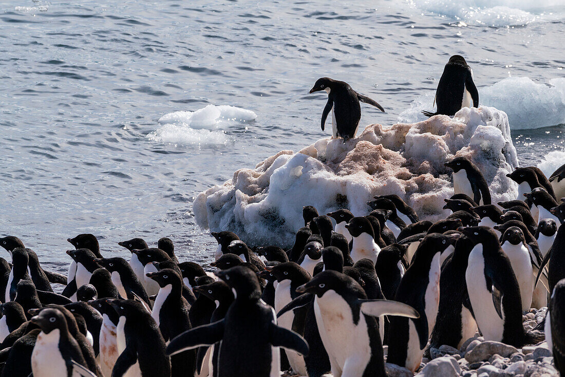 Adelie penguins (Pygoscelis adeliae), Paulet Island, Weddell Sea, Antarctica.