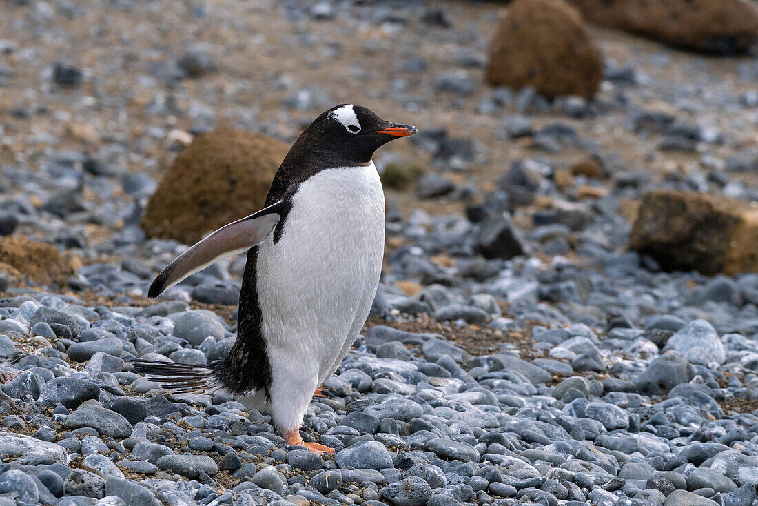Gentoo penguin (Pygoscelis papua) walking on pebbles, Brown Bluff, Tabarin Peninsula, Weddell Sea, Antarctica.