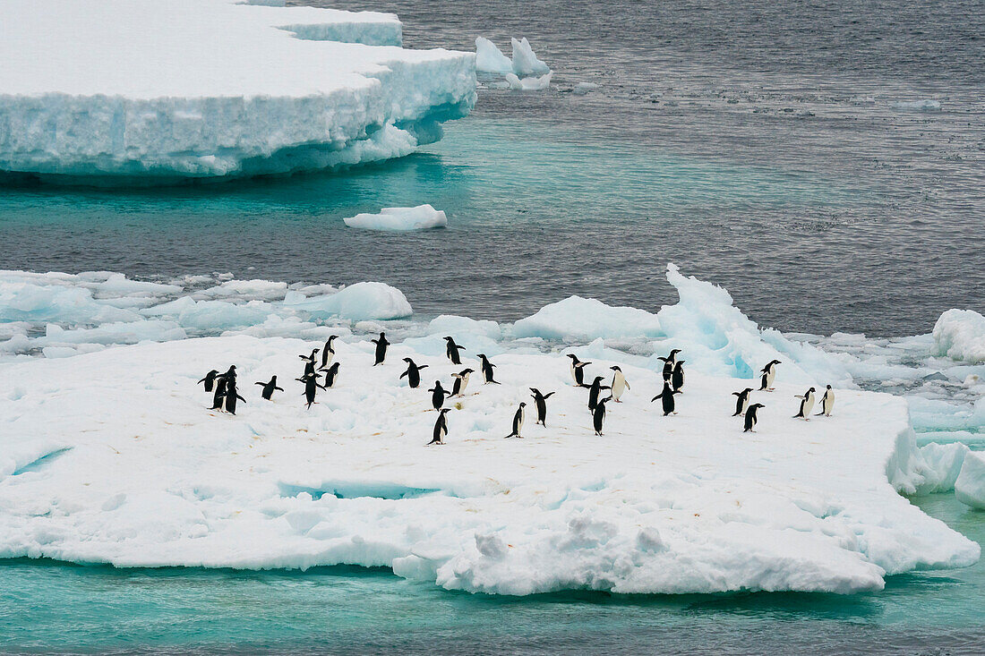 Adeliepinguine (Pygoscelis adeliae) auf einem Eisberg, Antarktischer Sund, Antarktis.