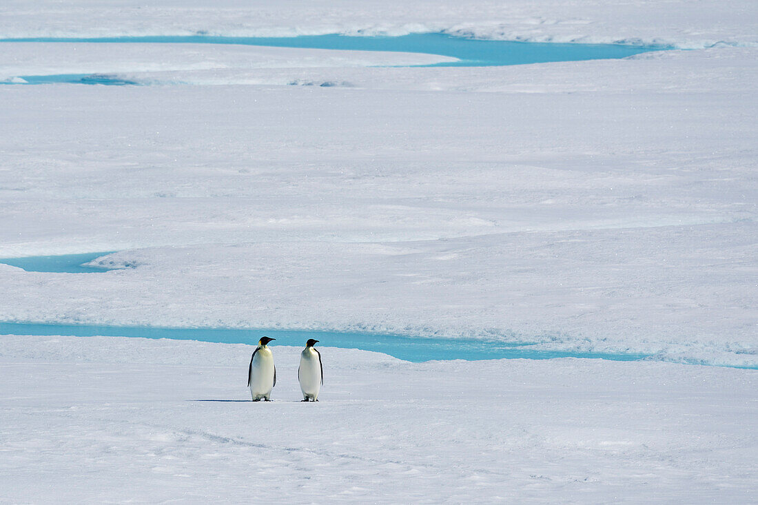 Emperor penguin (Aptenodytes forsteri) pair on sea ice, Larsen B Ice Shelf, Weddell Sea, Antarctica.