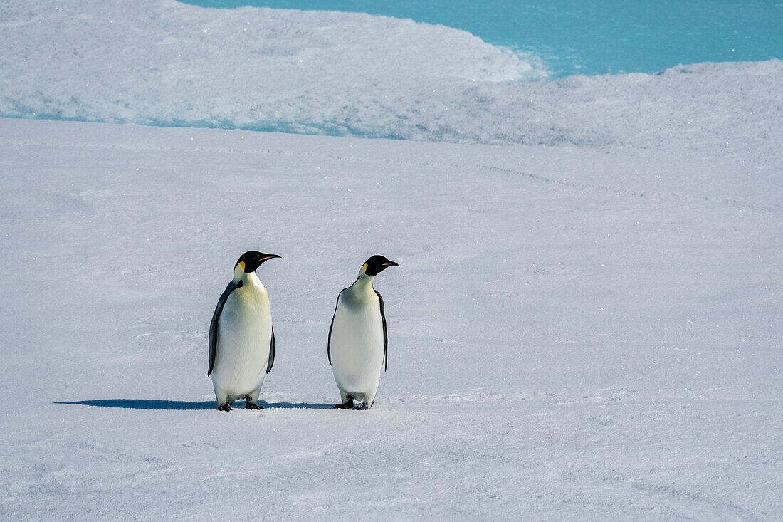 Emperor penguin (Aptenodytes forsteri) pair on sea ice, Larsen B Ice Shelf, Weddell Sea, Antarctica.