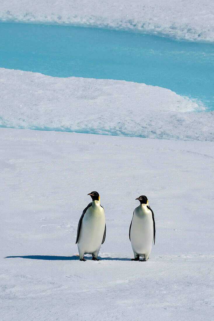 Kaiserpinguin-Paar (Aptenodytes forsteri) auf dem Meereis, Larsen B-Schelfeis, Weddellmeer, Antarktis.