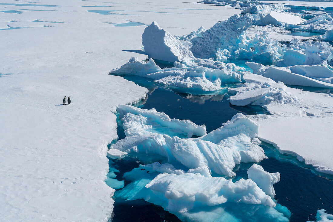 Kaiserpinguin-Paar (Aptenodytes forsteri) auf dem Meereis, Larsen B-Schelfeis, Weddellmeer, Antarktis.