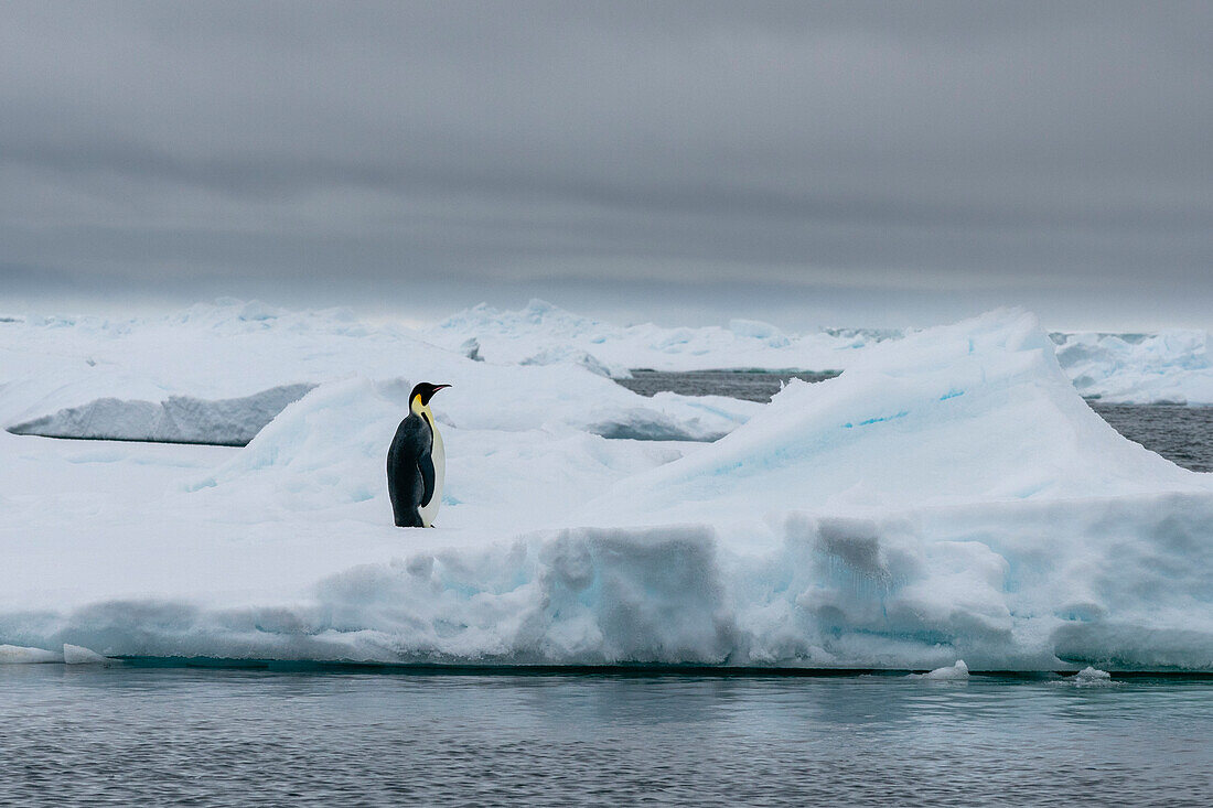 Emperor penguin (Aptenodytes forsteri) on iceberg, Larsen C ice shelf, Weddell Sea, Antarctica.