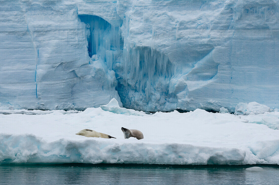 Walruses (Odobenus rosmarus) resting on an iceberg, Larsen C ice shelf, Weddell Sea, Antarctica.