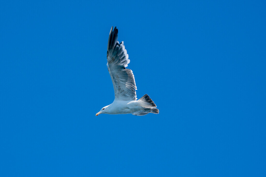 Kelp-Möwe (Larus dominicanus) im Flug, Larsen Inlet, Weddellmeer, Antarktis.