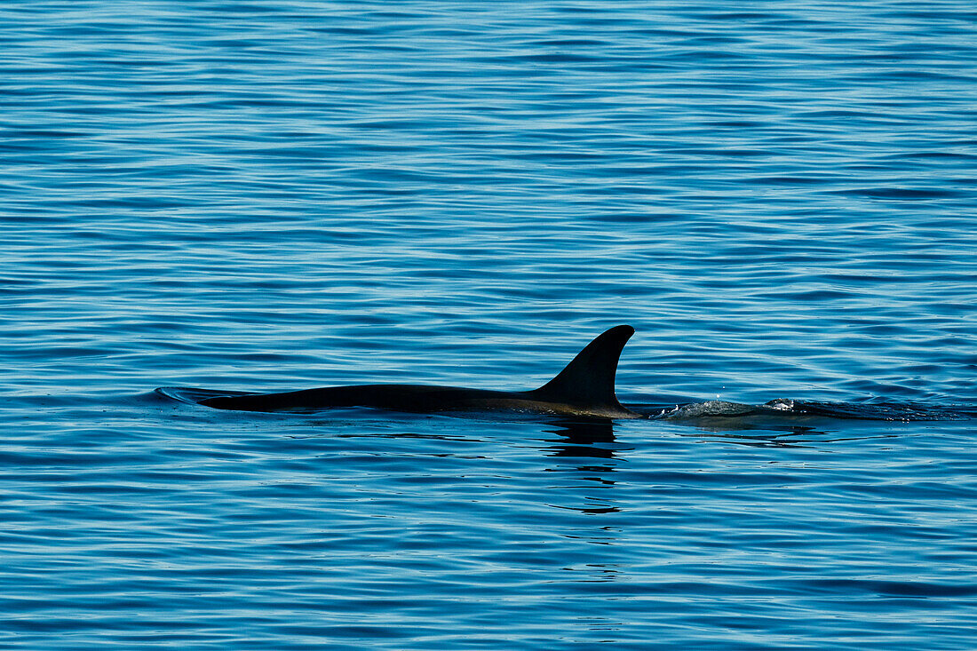 Orca (Orcinus orca), Larsen-Bucht, Weddell-Meer, Antarktis.