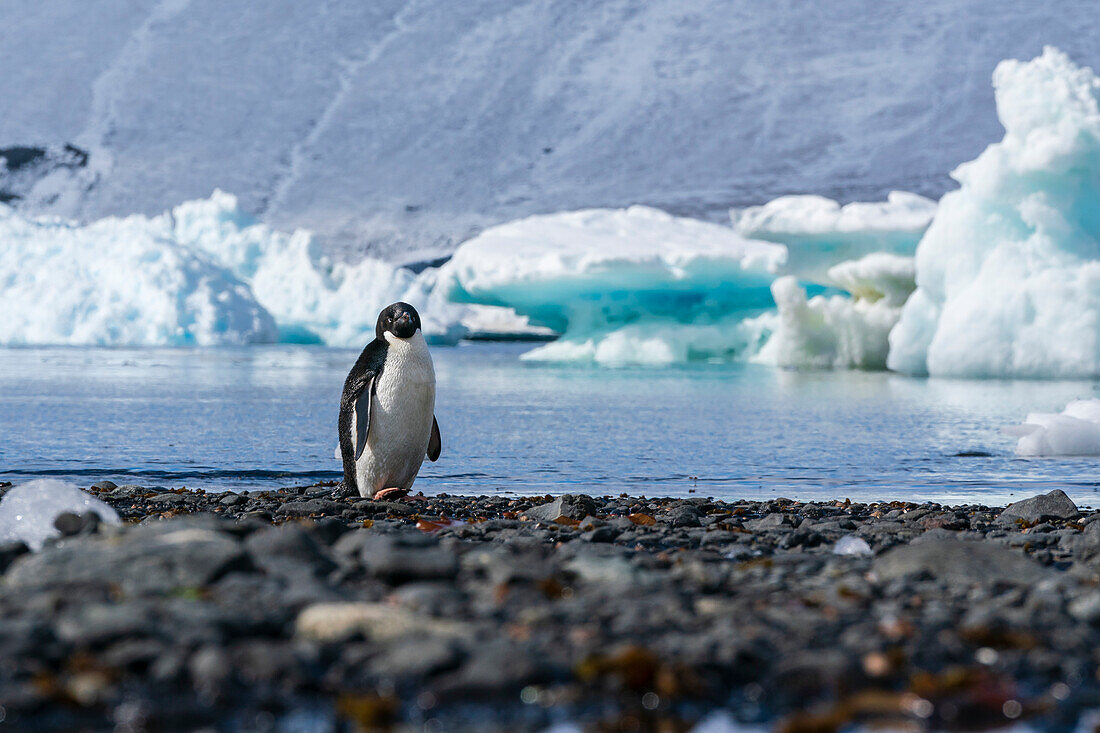 An Adelie penguin (Pygoscelis adeliae) on a beach, Devil Island, Weddell Sea, Antarctica.