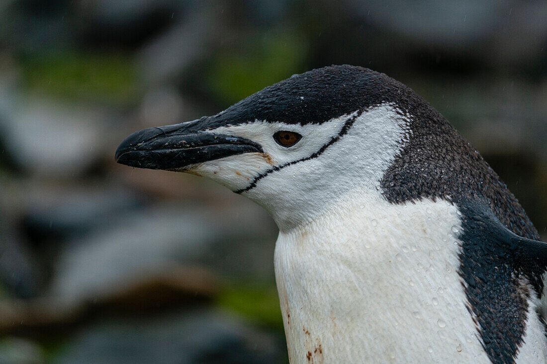 Chinstrap penguin (Pygoscelis antarcticus), Half Moon Island, South Shetland Island, Antarctica.