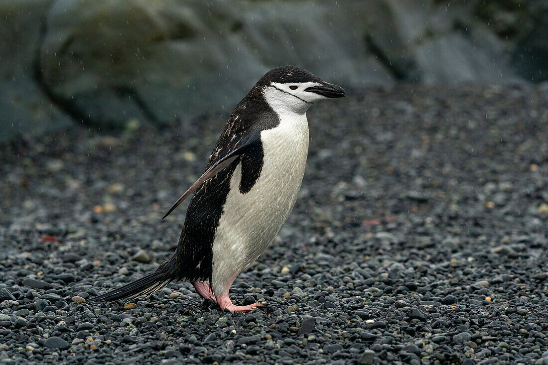 Chinstrap penguin (Pygoscelis antarcticus), Half Moon Island, South Shetland Island, Antarctica.