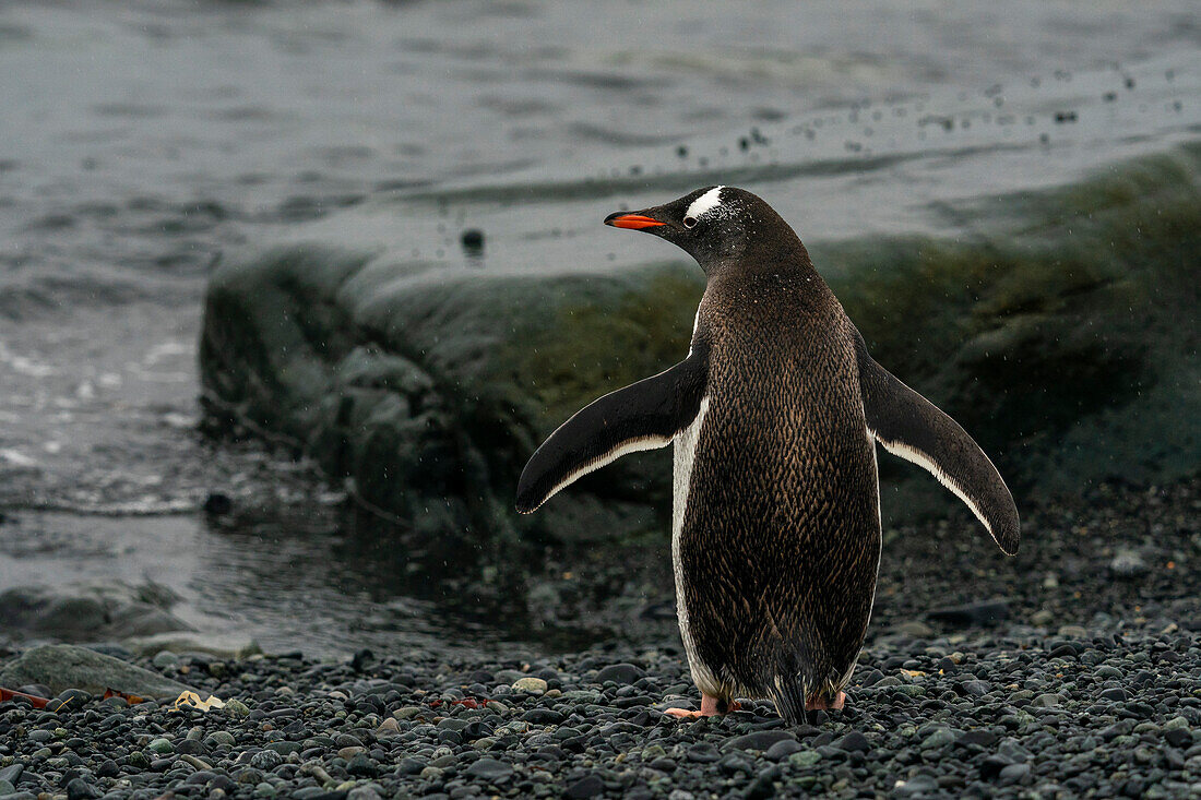Gentoo penguin (Pygoscelis papua), Half Moon Island, South Shetland Island, Antarctica.