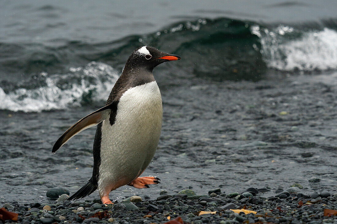 Gentoo penguin (Pygoscelis papua), Half Moon Island, South Shetland Island, Antarctica.