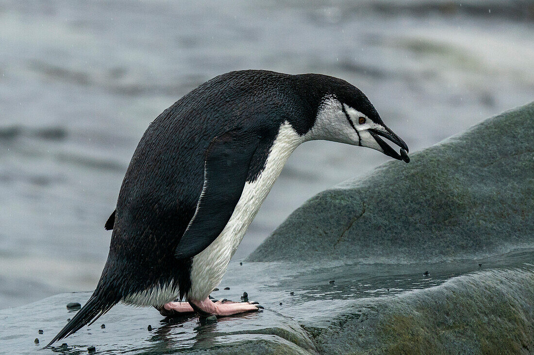 Chinstrap penguin (Pygoscelis antarcticus), Half Moon Island, South Shetlands Island, Antarctica.